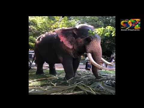 #kelaniya #elephants #temple #parahara  kelaniya temple elephant